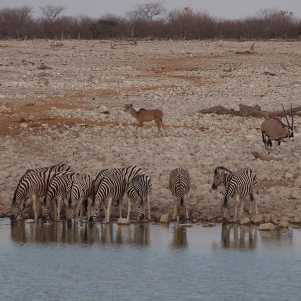 Zebaer ved vandhul i Etosha nationalpark