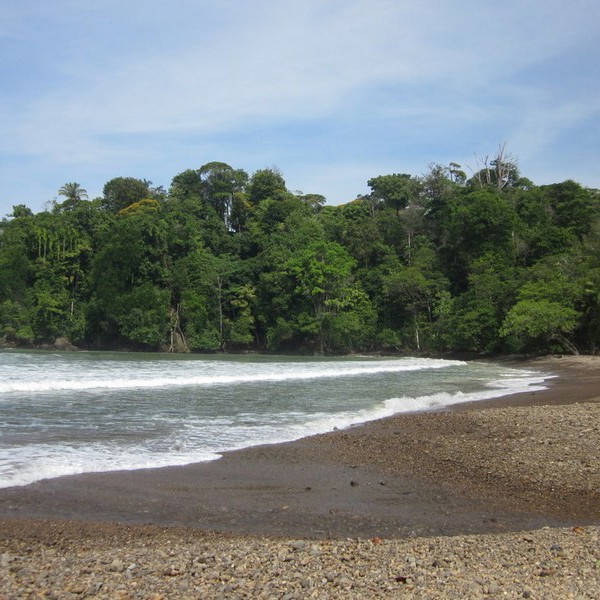Træerne er store og grønne i Monteverdes tågeregnskov, Costa Rica