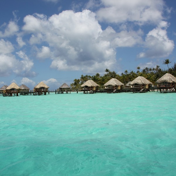 Frangipanien blomstrer, Mauritius