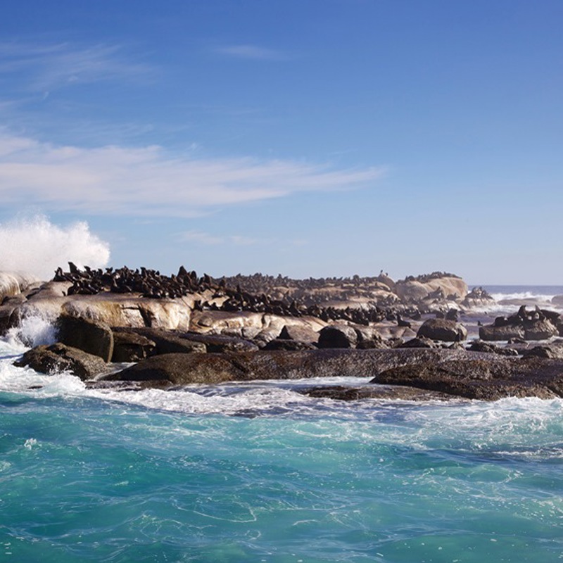 Øen i Hout Bay ved Cape Town er fyldt med sæler