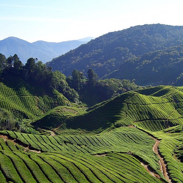 Cameron Highlands, Malaysia