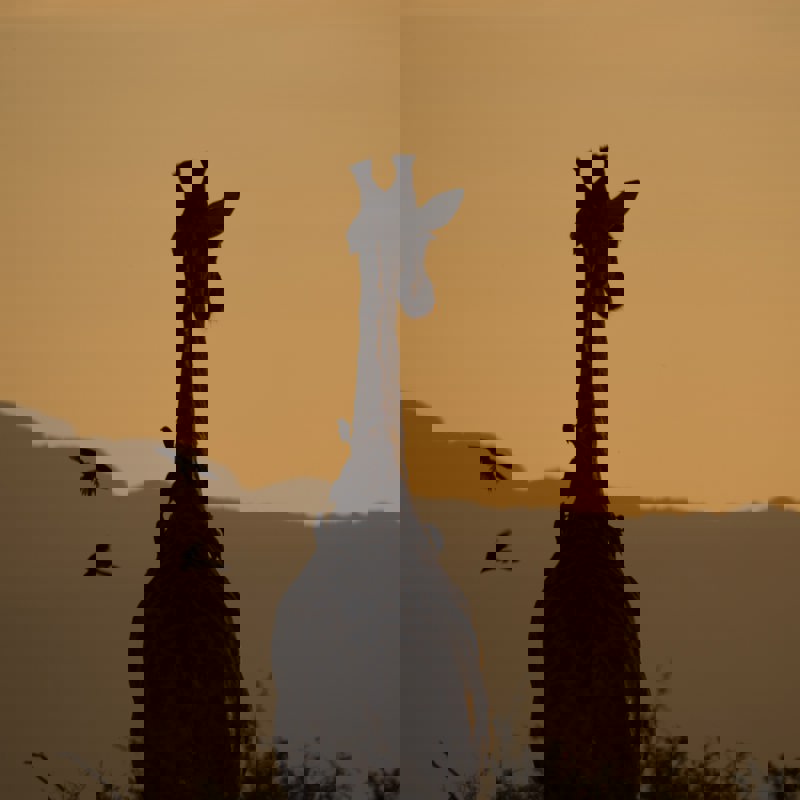 ante-hamersmit-81MpVO6OE7c-unsplash