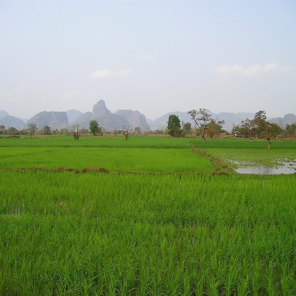 Flotte,grønne rismarker, Laos
