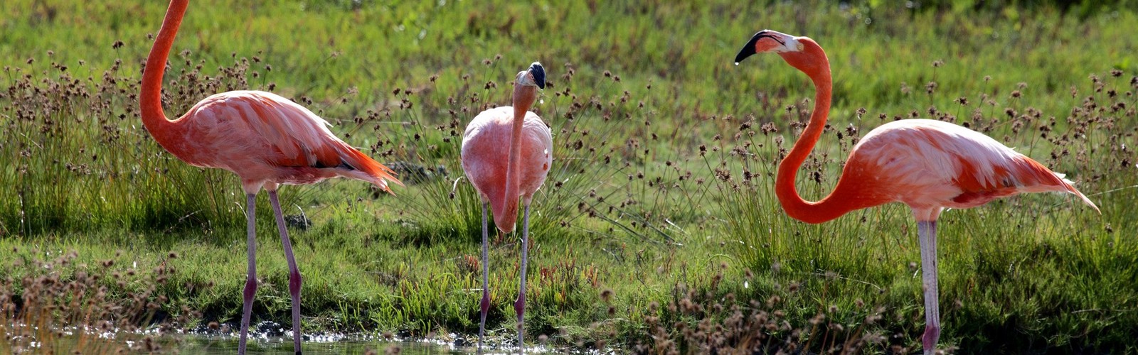 6851965144_59d3fd8419_o