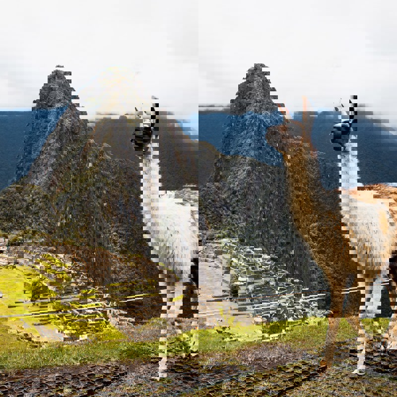 Rejser til Peru - Machu Picchu