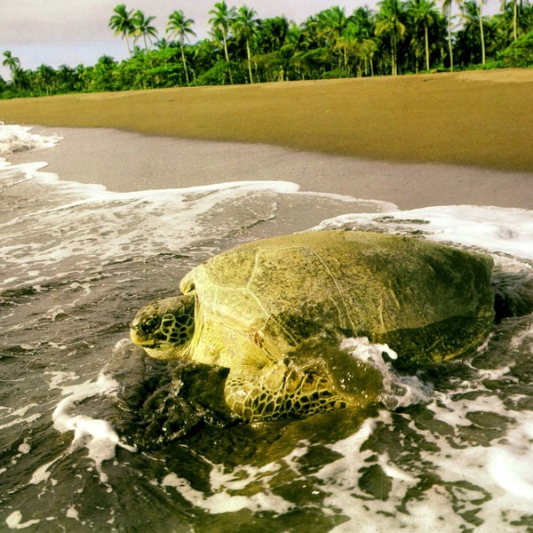 playa tortuga strand skildpadde