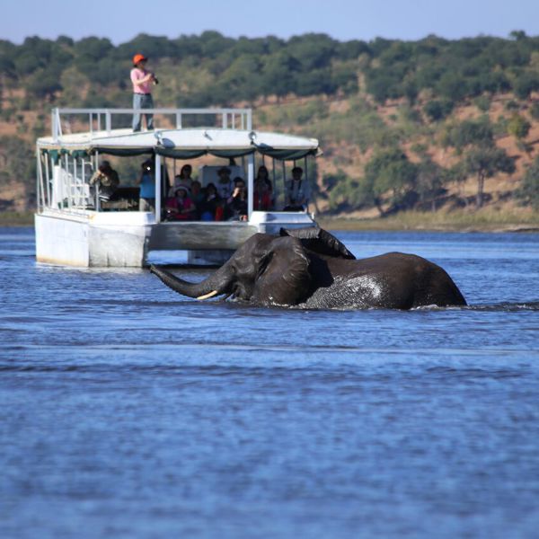 Cruise på floden med elefant
