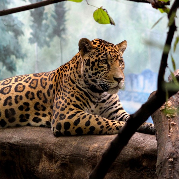 jaguar