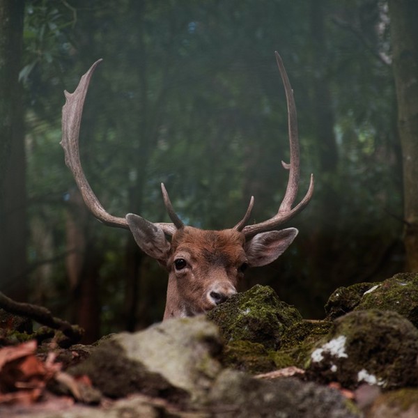 Pinhal da Paz, hjort, Azorerne