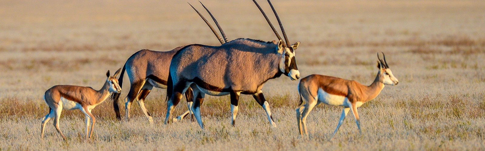 Flotte oryxer på ved over Nxai Pan, Botswana