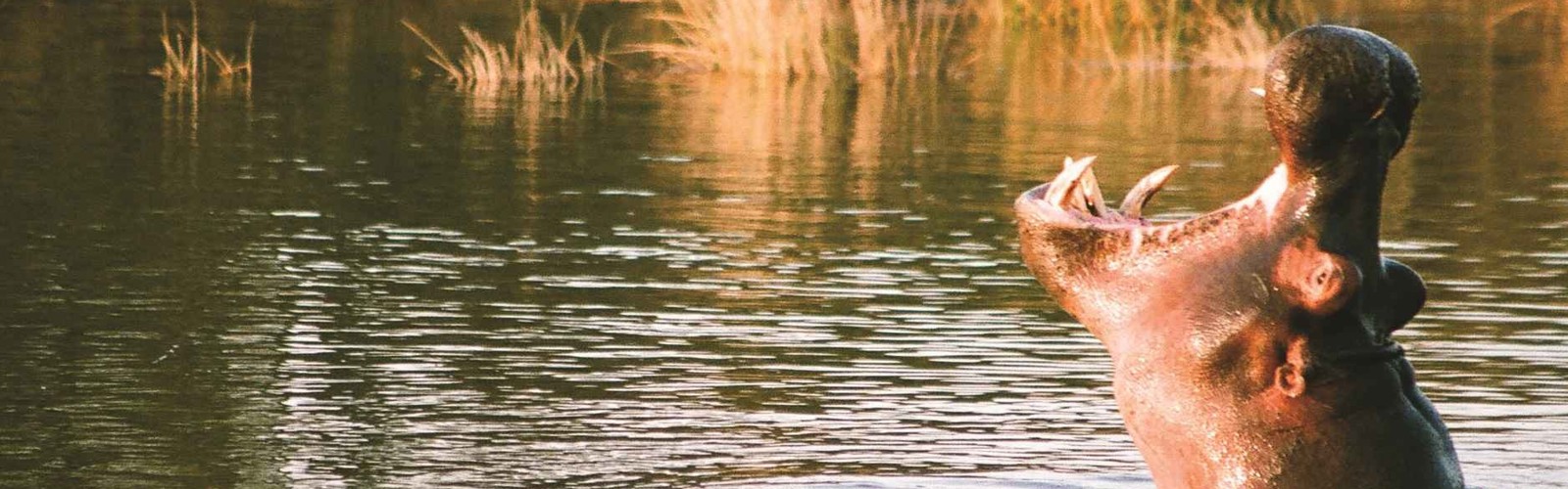 St Lucia hippo_5-crop