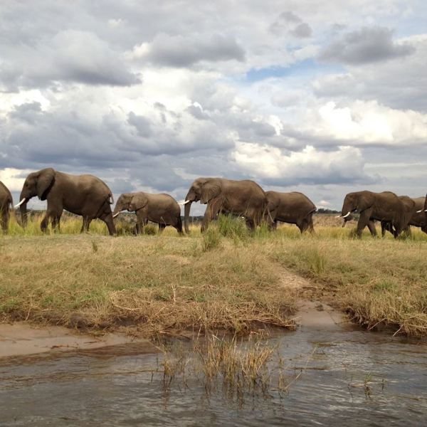 Elefanter på række