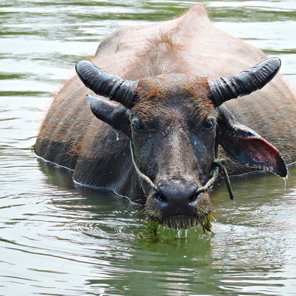 Vandbøffel, Si Phan Don, de 4000 øer i det sydlige Laos
