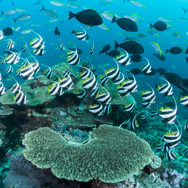 Koralrev og fisk