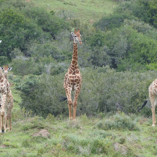 Giraffer, Sydafrika