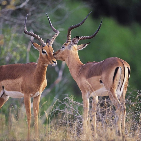 Impala, Mpala Safari Lodge, Sydafrika