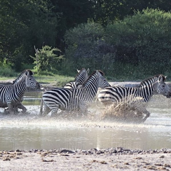 Zebra i Botswana