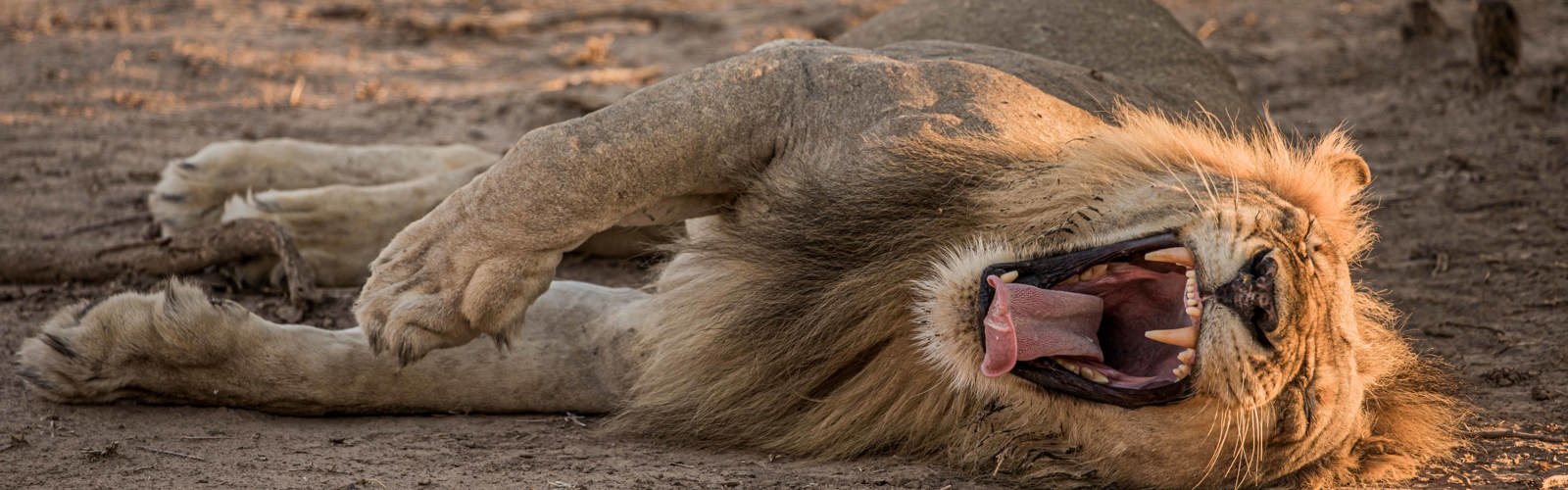 I:\AXUMIMAGES\Afrika\Zambia\Pakker\22620 - Bush & Strand i South Luangwa & Lake Malawi\Lion pic
