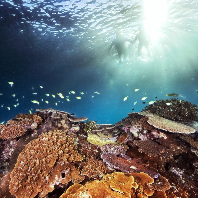 Flotte koraller på Great Barrier Reef, Australien
