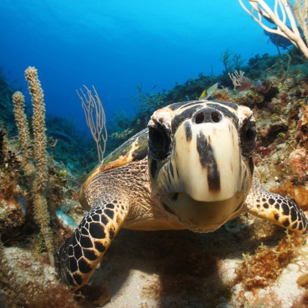Tag børnene med til Akumal og oplev skildpadder