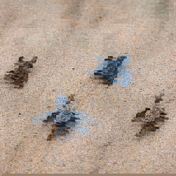 Nicaragua, skildpadder