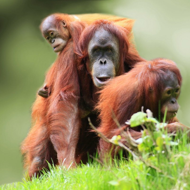 Orangutangmor med unge, Borneo, Malaysia