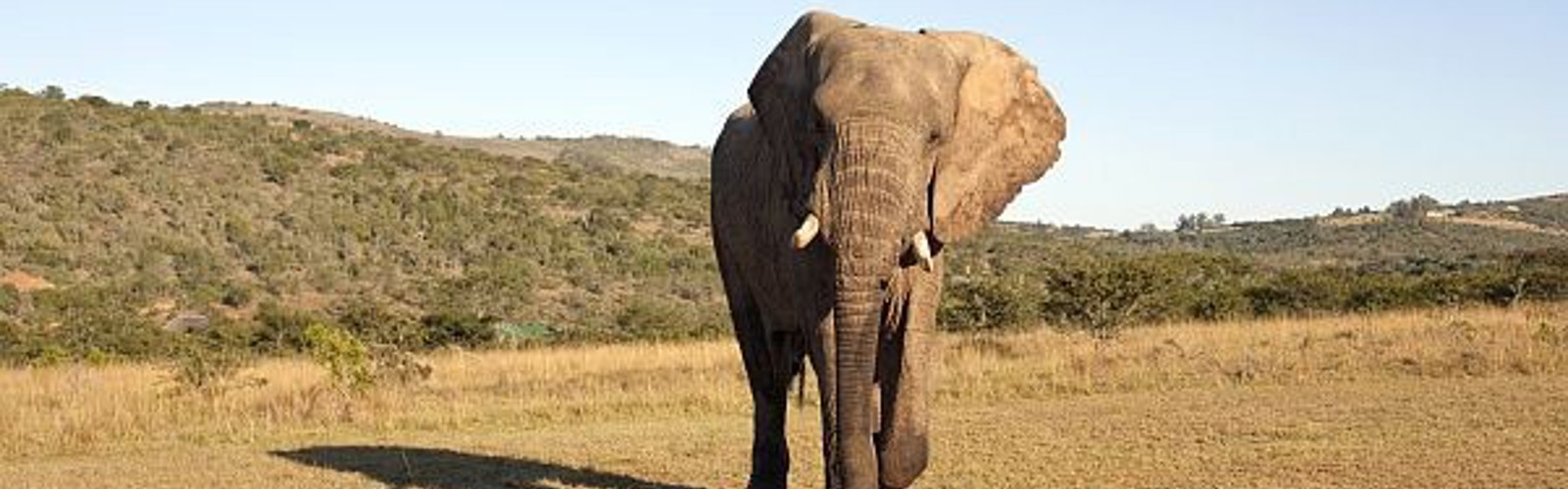 Elefant i Addo, Sydafrika
