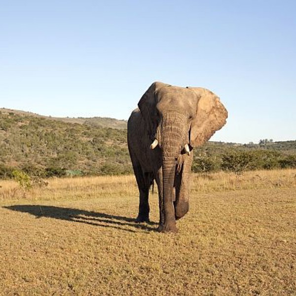 Elefant i Addo, Sydafrika
