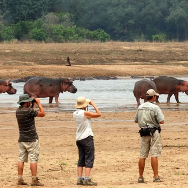 Flodheste, Mwaleshi, Zambia