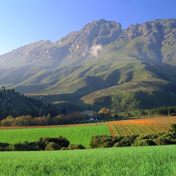 Grønne maker i vinlandet Stellenbosch