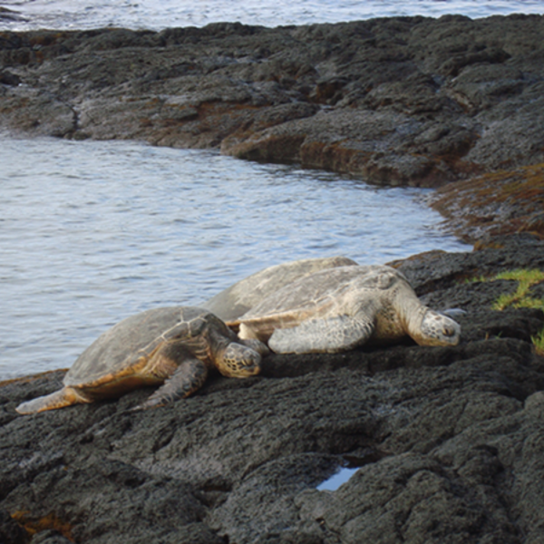 Havskildpadder på Big Island