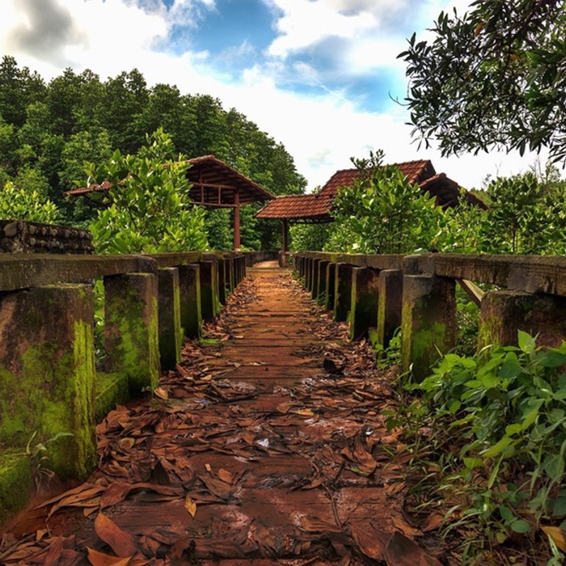 I:\AXUMIMAGES\Asien\Thailand\Centrale Thailand\Koh Chang\Koh chang mangroves