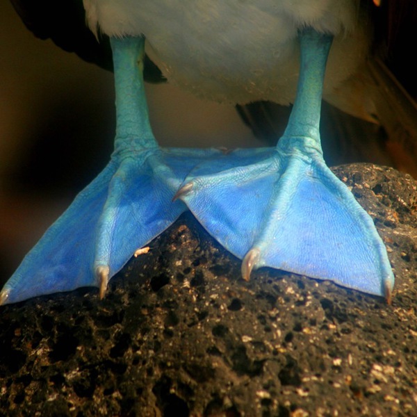 Galapagos, rejser til Sydamerika