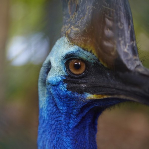 Cassowary, Australien