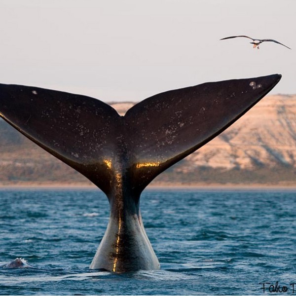 peninsula valdes hval