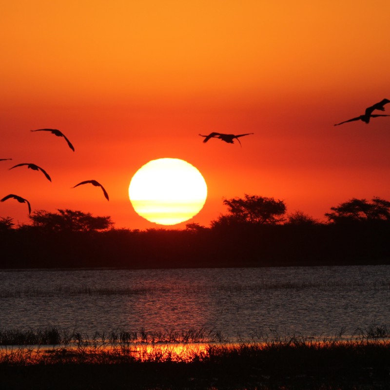 Flot solnedgang i Chobe National Park, Botswana