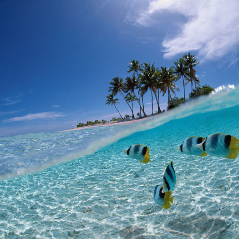 Rejser til ABC-øerne