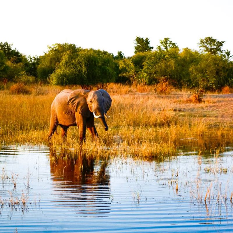I:\AXUMIMAGES\Afrika\Zimbabwe\Kariba\Baby elefant