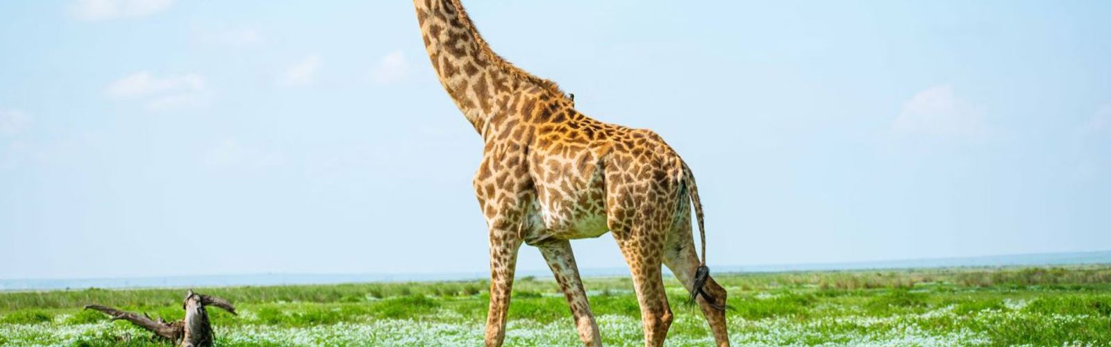 I:\AXUMIMAGES\Afrika\Kenya\Amboseli\Giraf