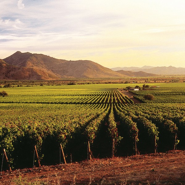 Vinmarker i Chile