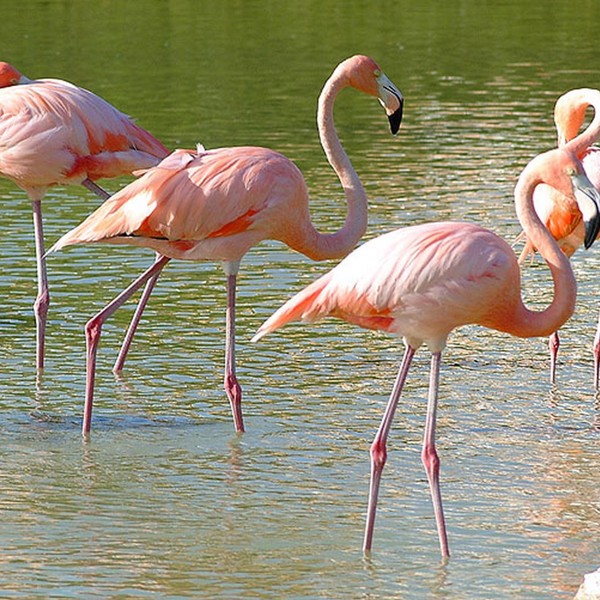 flamingo cayo coco