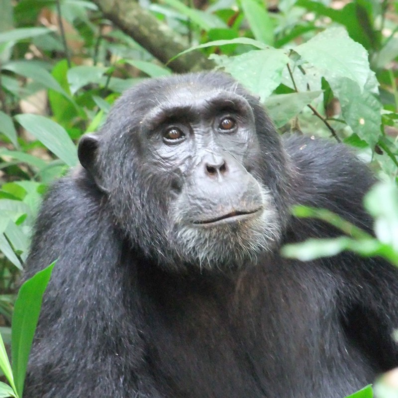 Rejser til Uganda (1)