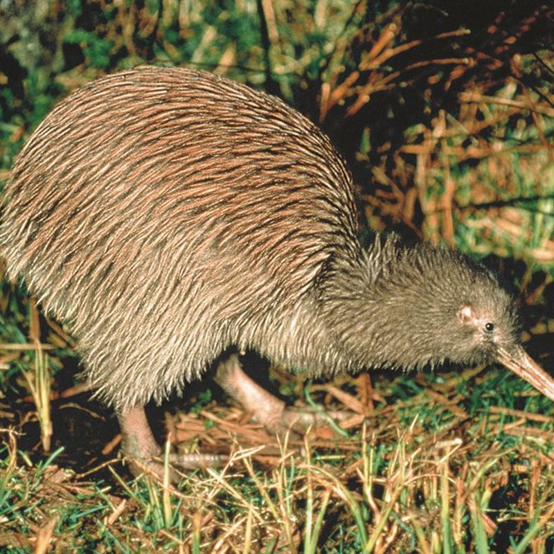 Kiwi fugl, New Zealand