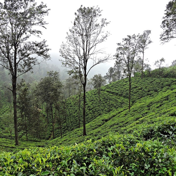 Teplantager ved Mini Adams Peak, Ella, Sri Lanka