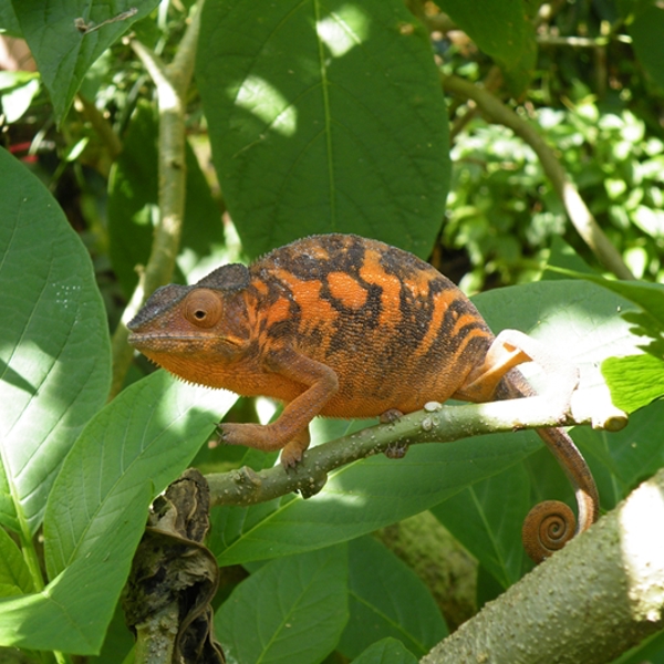 Kamælæon i Andasibe