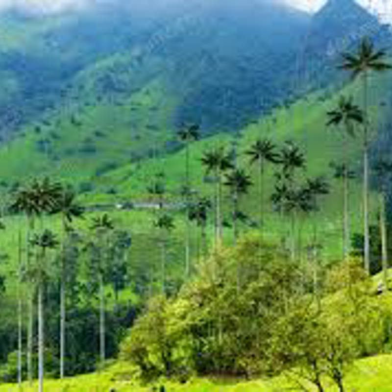 I:\AXUMIMAGES\Sydamerika\Colombia\Salento\cocora valley