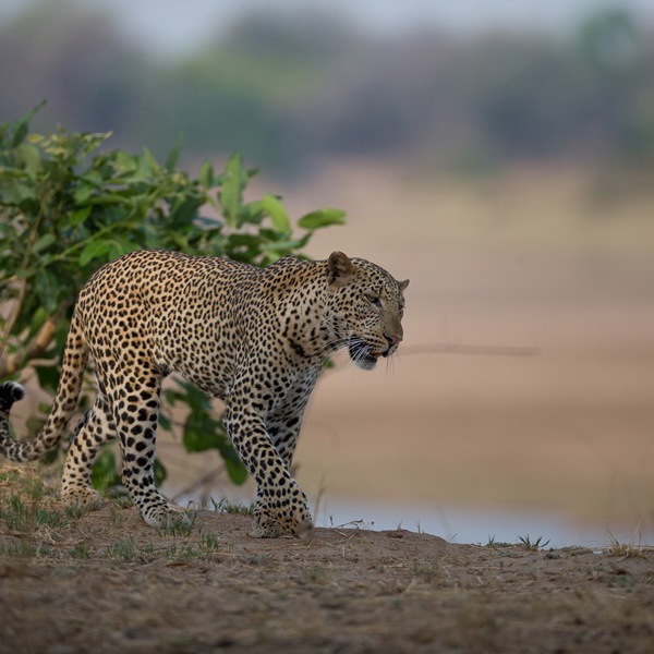 Leopard i Zambia