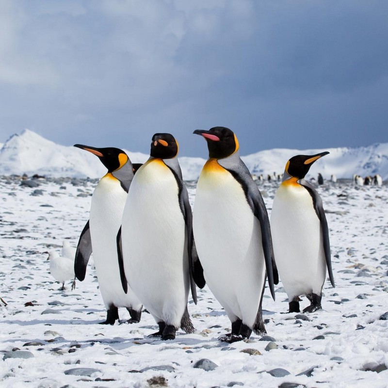 kejser pingviner