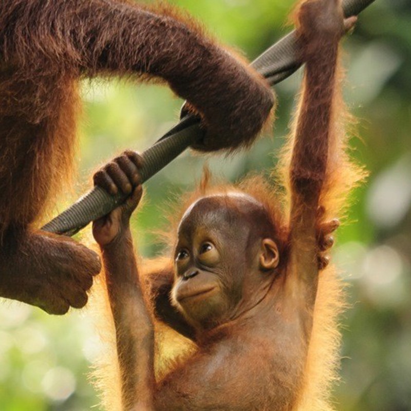 Orangutangunge, Borneo, Malaysia - lille