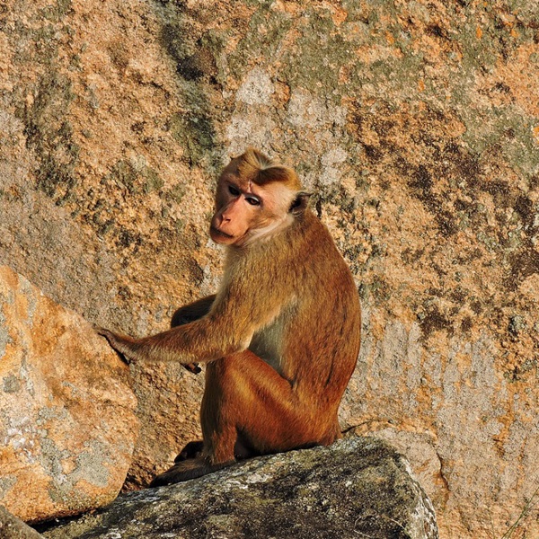 Abe, Mihitale. Sri Lanka